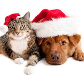 dog-cat-christmas-e12915068675032